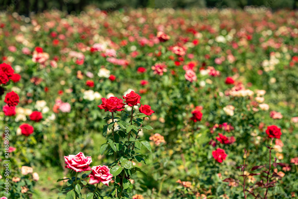 Fototapeta premium A vibrant field of blooming garden roses in the foreground, surrounded by a lush green foliage background under bright sunlight. Ideal for nature, gardening, and botanical concepts.