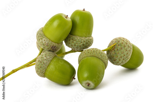 Fototapeta Common oak acorns