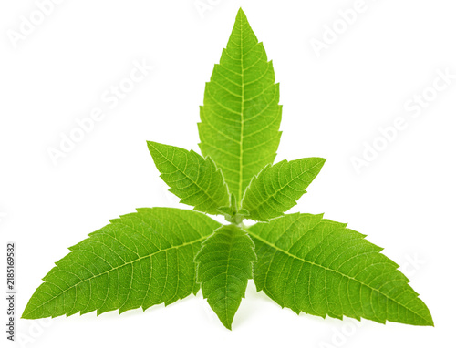 Fototapeta Lemon verbena