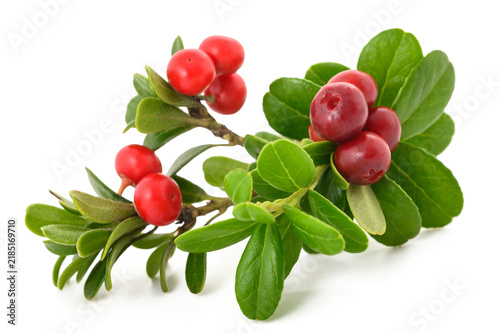 Plakat w ramie Lingonberry branch with red berries