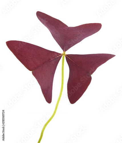 Oxalis triangularis purple leaf  isolated on white background