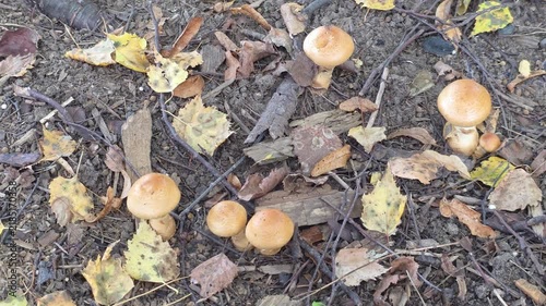 Several inedible fungi growing on forest soil among fallen leaves, twigs and natural debris, creating an authentic autumn woodland scene.