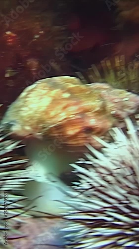 Vertical video of a marine snail nestled among sea urchin spines. A brown patterned shell and pale foot sit between white and dark spines, combining two benthic animals in a close marine scene.
