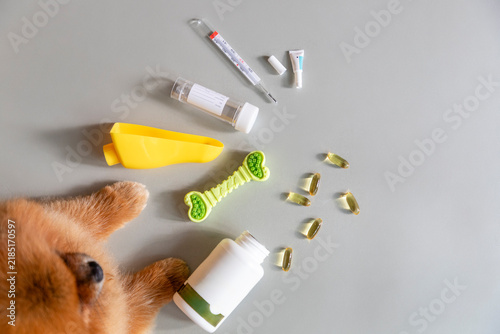 Pet Health and Care Supplies on Grey Surface. Pet medicine and pharmacy concept. 