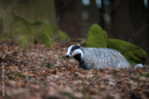 Картината върху платно European badger Meles meles sniffing the ground in a forest covered with dry autumn leaves