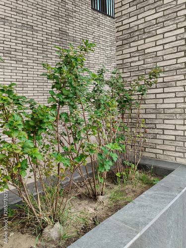 Ornamental shrub growing in raised garden bed against brick wall of multi-story residential building. City street landscaping. Close-up