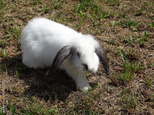 white rabbit on grass