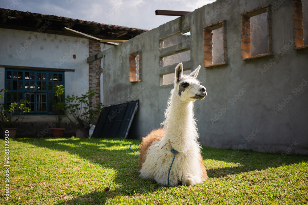 Fototapeta premium Llama laying down in ecuador