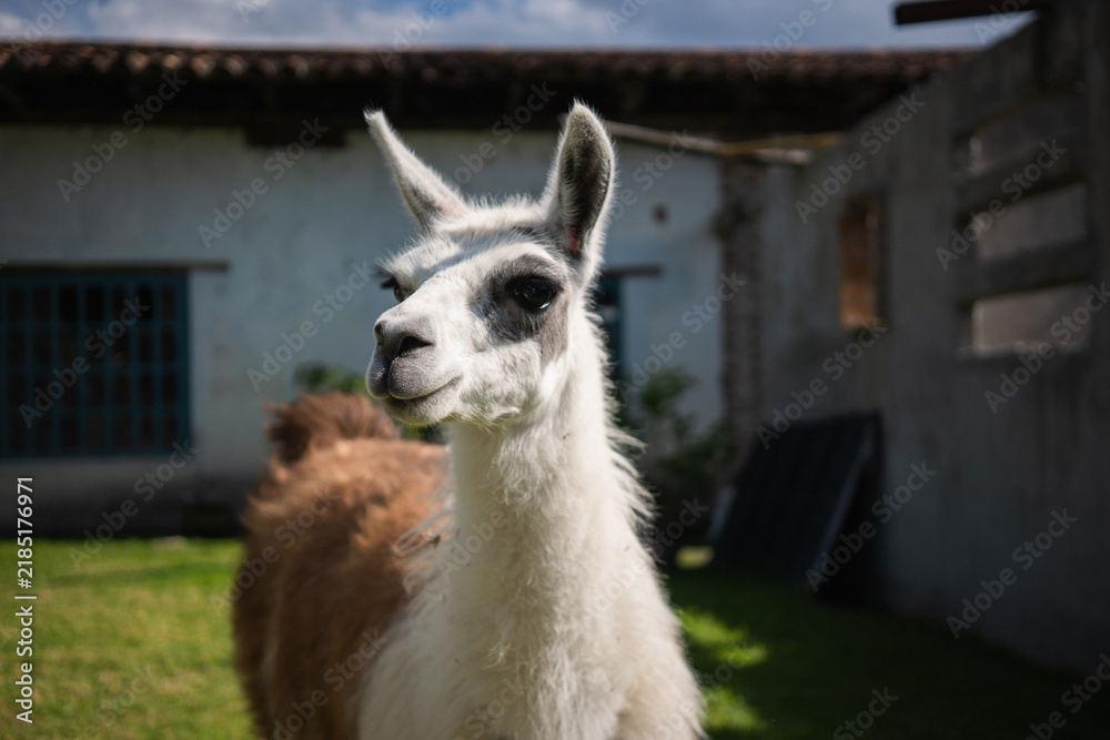 Fototapeta premium Llama portrait in ecuador