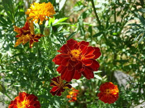 red and yellow flower