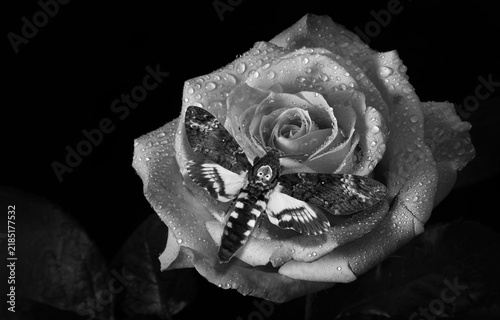 Night butterfly on rose flower in dew drops isolated on black. black and white. Death's-head Hawkmoth