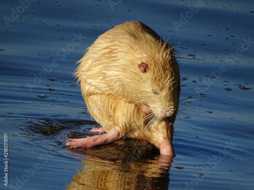 otter in the water