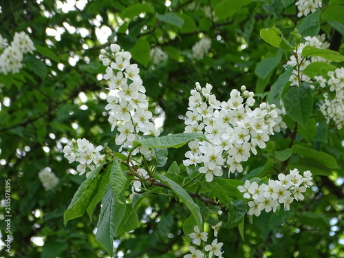 white flowers in the garden