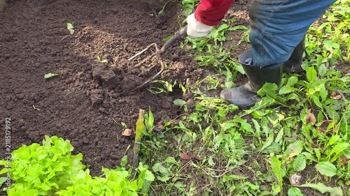 Elderly gardener digging a garden bed with a hand tool to prepare the soil for planting winter garlic, showing seasonal outdoor work and traditional home gardening.