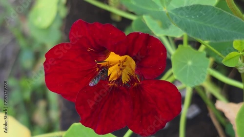 Red nasturtium blooming in a home garden, with vivid petals, round foliage and a visiting insect, captured in natural daylight during summer.