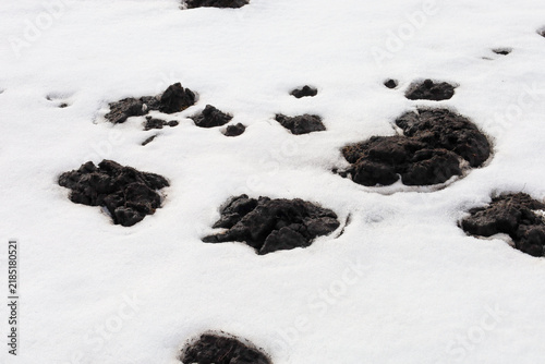 Cuadro en lienzo Dark clods of plowed soil break through the white cover of melting snow on a field