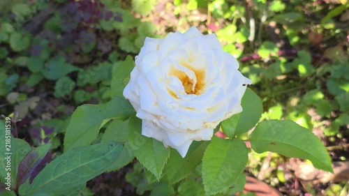 Close-up of a white rose surrounded by green foliage in a sunny garden, showing delicate petals and natural floral beauty.