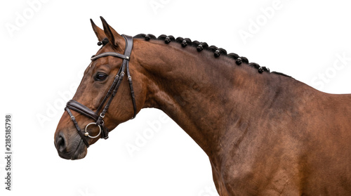 Canvastavla Brown horse head with braided mane and professional equestrian bridle used for sport or show portrait