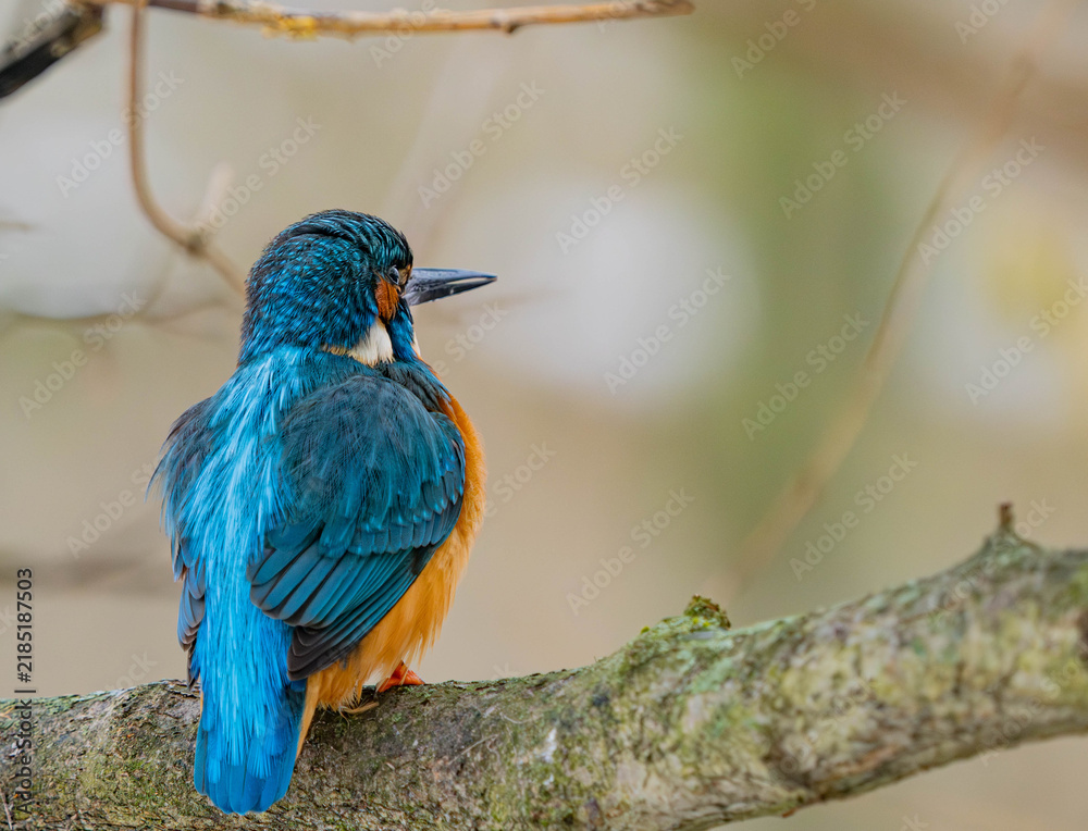 Fototapeta premium Common Kingfisher Perched on a Delicate Branch