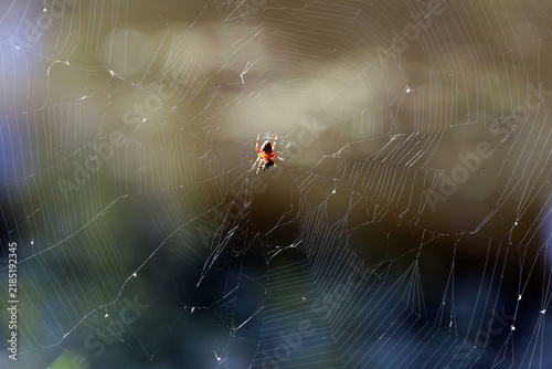 Fotografie Orange Orb-Weaver Spider at the Center of a Large Woodland Web