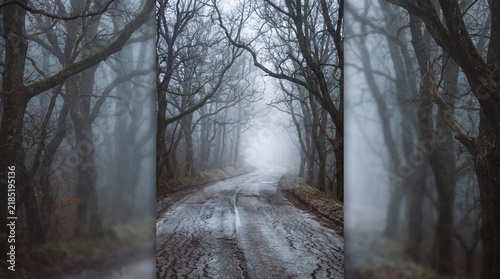 A wet asphalt road winds through a dark forest shrouded in thick morning mist with empty road curves through dense forest filled tall leafless trees heavy fog