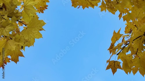 Overhead view of golden-yellow birch canopy with delicate branches and falling leaves against clear blue sky, bright midday light enhancing warm autumn tones and fine leaf detail, diagonal