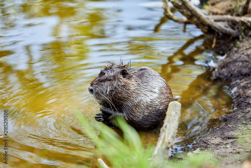 Nutria, the marsh beaver, is a mammal of the rodent order. A wild animal in its natural habitat. A big black rat sits shyly in the river.