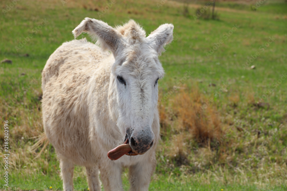 Fototapeta premium Wild burro sticking its tongue out