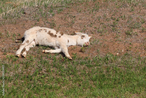 Wild burro foal with brown spots sleeping in a meadow
