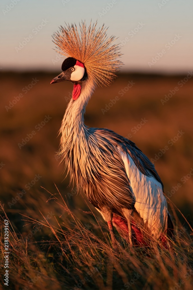 Obraz premium Crowned crane stands in tall grass during sunset, showcasing vibrant plumage and interesting features