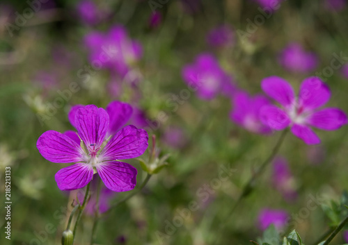 Foto Blue wildflowers in the meadow swaying in the wind.