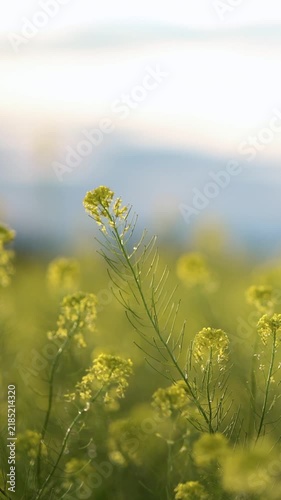 Yellow canola flowers on tall green stems in a sunlit rapeseed field. Soft golden bokeh of blooms and distant hills create a peaceful nature scene.