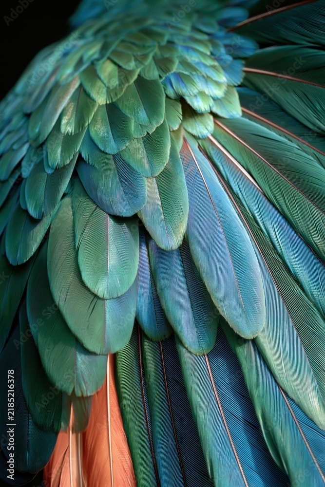 Obraz premium Colorful bird feathers displayed in a close-up view to show texture and patterns in natural light