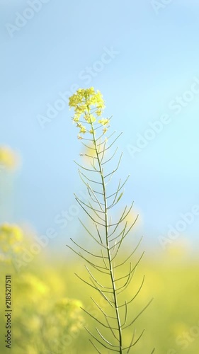 Close-up of blooming yellow rapeseed in a sunny agricultural meadow. Slender stems, vibrant flowers and hazy landscape form a serene rural background.