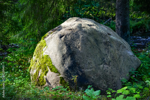 rock in the forest