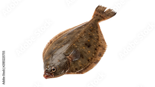 Obraz na plátně Single raw fresh flounder flatfish seafood isolated on transparent background