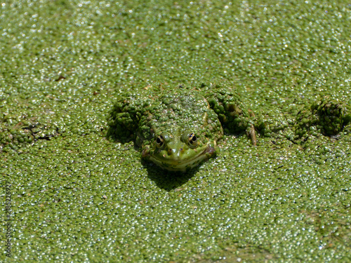 Bild auf Leinwand Green Frog Covered in Duckweed Emerging from Water Surface
