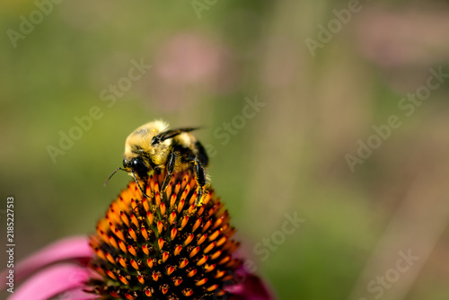 Fotografie Working Bee Macro Beekeeping Pollinator Honeybee Pollen Flower