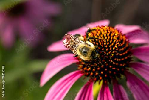 Cuadro en lienzo Working Bee Macro Beekeeping Pollinator Honeybee Pollen Flower