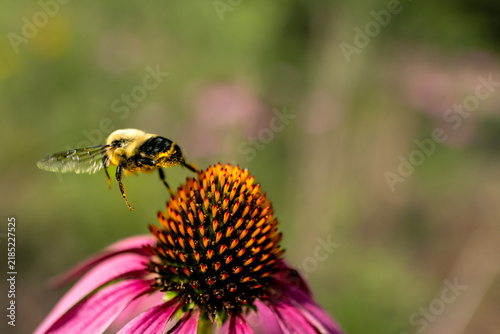 Canvastavla Working Bee Macro Beekeeping Pollinator Honeybee Pollen Flower