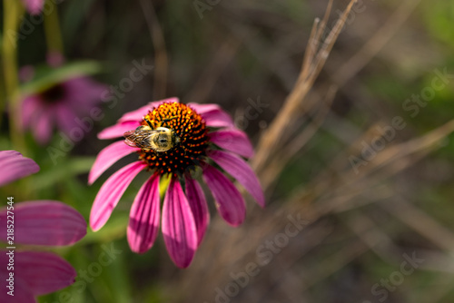 Bild auf Leinwand Working Bee Macro Beekeeping Pollinator Honeybee Pollen Flower