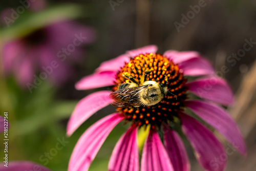 Obraz na plátně Working Bee Macro Beekeeping Pollinator Honeybee Pollen Flower