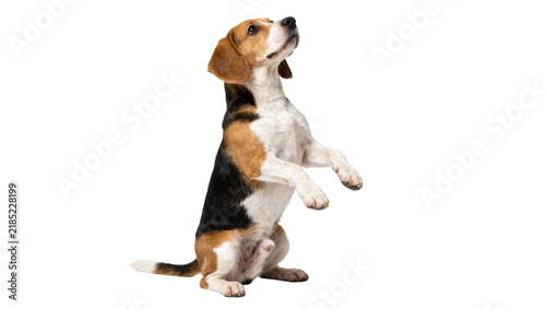 Canvas Print Beagle dog sitting up on hind legs looking up, isolated on transparent backgroun