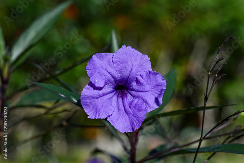 Fototapeta purple flowers in the garden