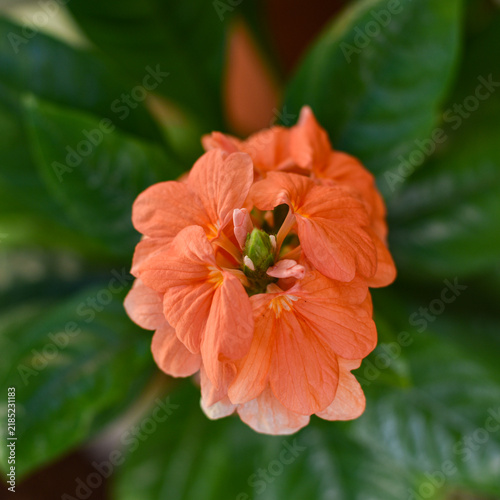 Fototapeta red poppy flower