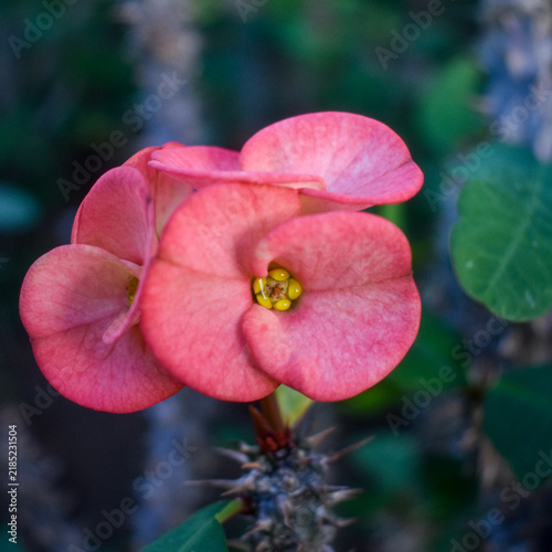 Fototapeta bee on flower