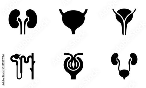 Urinary System Icons: Kidneys, Bladder, Nephron, Glomerulus, Medical Vector Graphics