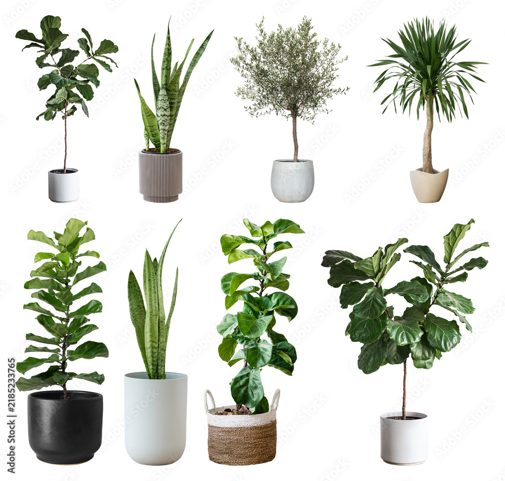 Obraz premium PNG Diverse indoor potted plant collection on transparent background