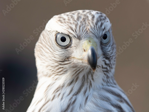 Accipiter Gentilis Albidus Kamchatka Goshawk falconry bird of prey