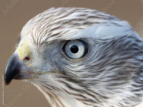 Accipiter Gentilis Albidus Kamchatka Goshawk falconry bird of prey